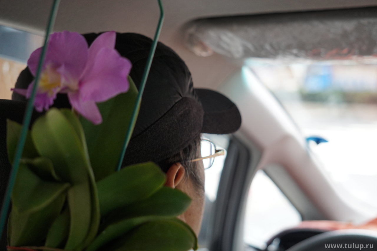 Живые цветы в такси (на камеру был обут телевик, поэтому крупным планом и не в фокусе)